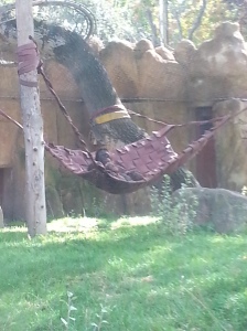 you can't tell but this happy orangutan was hanging out with her little orangutans